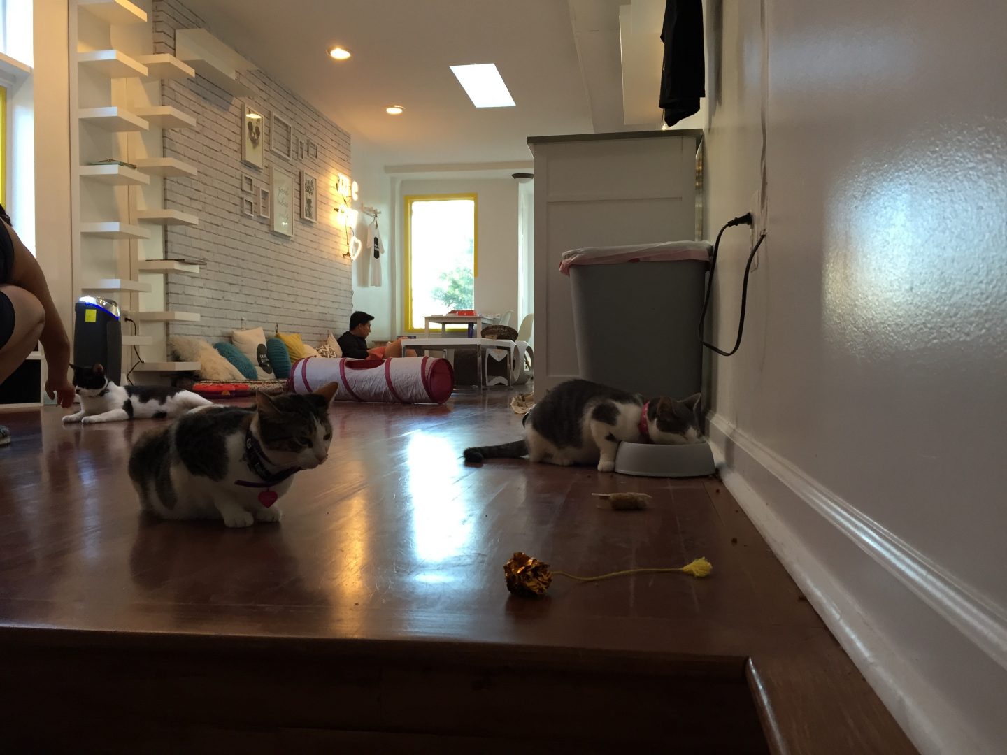 Crumbs and Whiskers The Cat Café Phenomenon Comes to The