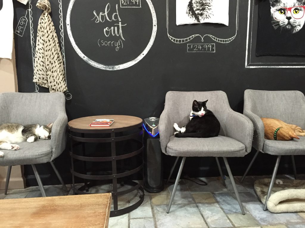 Crumbs and Whiskers: The Cat Café Phenomenon Comes to Georgetown - The ...