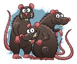 Three rats standing in front of a teal background. The rats look evil.