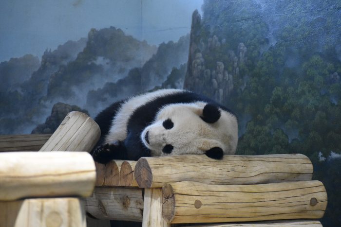 A panda lays on a bed of logs inside a room of the zoo.