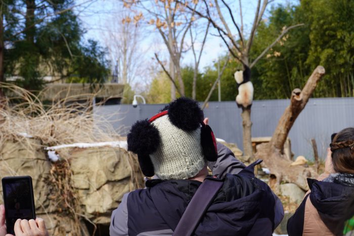 A visitor in a white hat with black pom-poms resembling panda ears is pictures from behind, looking on toward a panda in a tree.