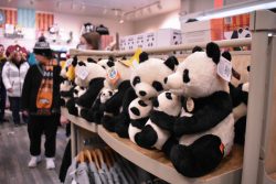 Stuffed animal pandas sit on a shelf in the Smithsonian Zoo's gift shop.