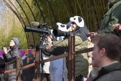 Two visitors wearing panda hats take photos of the pandas with professional cameras.