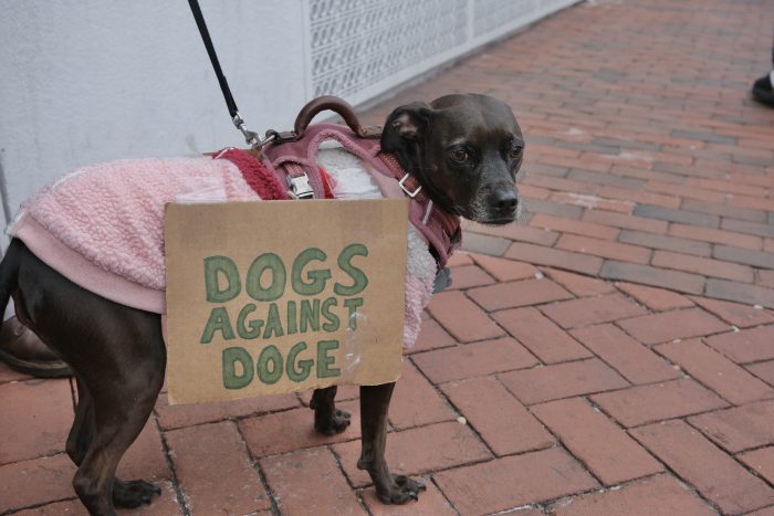 A small black dog with a pink coat and red harness looks into camera. Attached to the dog’s harness is a small cardboard sign with green text reading, “DOGS AGAINST DOGE.”